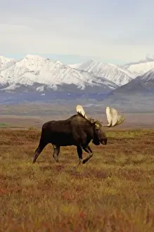 moose, Alces alces, bulls walking on fall tundra in Denali National Park, interior Alaska