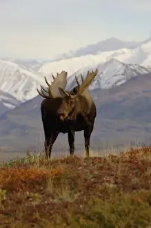 Images Dated 3rd September 2005: moose, Alces alces, bulls walking on fall tundra in Denali National Park, interior Alaska