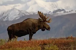 Images Dated 3rd September 2005: moose, Alces alces, bulls walking on fall tundra in Denali National Park, interior Alaska