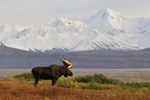 Images Dated 3rd September 2005: moose, Alces alces, bulls walking on fall tundra in Denali National Park, interior Alaska