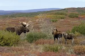 moose, Alces alces, family in Denali National Park, interior Alaska