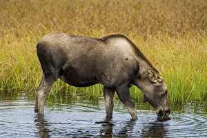 Moose (Alces alces), Kenai Peninsula, Alaska, USA