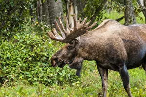 Images Dated 2nd September 2014: Moose (Alces alces), Kenai Peninsula, Alaska, USA