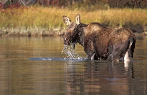 moose, Alces alces, yearling feeding on plants in a river, Grand Teton National Park