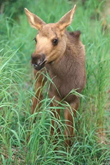 Images Dated 9th November 2005: moose calf, Alces alces, on the Kenai Peninsula, southcentral Alaska