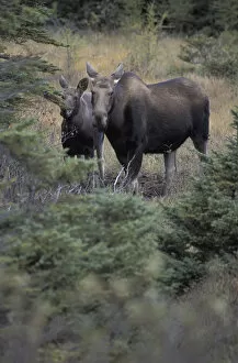 Images Dated 13th May 2004: Moose cow and calf (Alces alces)