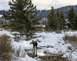 Mammals Prints: Moose at Grand Teton National Park, Wyoming, US