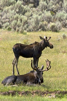 Images Dated 20th August 2011: Moose along Interstate 80 at the Wyoming, Utah state border, USA