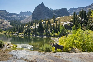 Images Dated 10th September 2015: Moose in Uintah Wasatch Cache National Forest, Utah