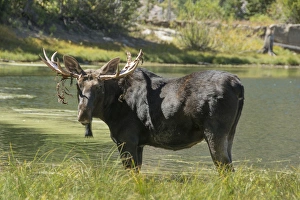 Mating Prints: Moose in Uintah Wasatch Cache National Forest, Utah