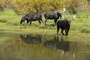 Images Dated 10th September 2015: Moose in Uintah Wasatch Cache National Forest, Utah