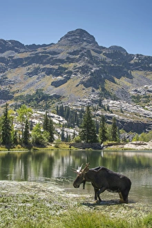 Images Dated 10th September 2015: Moose in Uintah Wasatch Cache National Forest, Utah