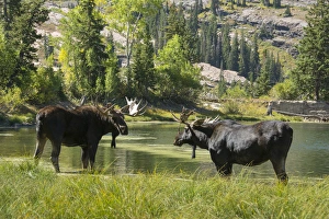 Images Dated 10th September 2015: Moose in Uintah Wasatch Cache National Forest, Utah