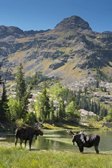 Images Dated 10th September 2015: Moose in Uintah Wasatch Cache National Forest, Utah
