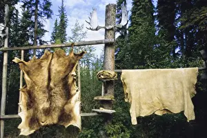 Moose were a valuable resource to the Algonkin Indians of Canada and hunted primarily