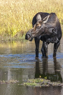 Images Dated 12th September 2012: Moose in watering hole. Grand Teton National Park. Wyoming