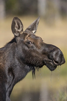 Images Dated 12th September 2012: Moose in watering hole. Grand Teton National Park. Wyoming