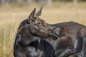 Images Dated 12th September 2012: Moose in watering hole. Grand Teton National Park. Wyoming