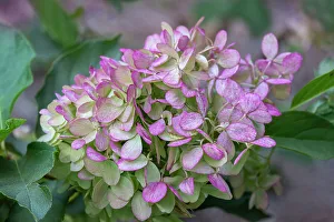 Bokeh Prints: Mophead Hydrangea