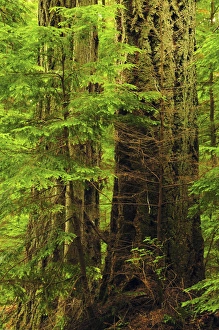 Images Dated 22nd July 2012: Moran State Park, Washington, USA