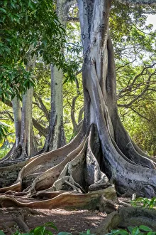 Kauai Prints: Moreton Bay Fig tree, Kauai, Hawaii, USA
