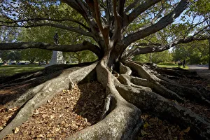 Images Dated 21st March 2015: Moreton Fig Tree (Ficus Macrophylla), Auckland Domain, Auckland, North Island, New