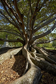 Moreton Fig Tree (Ficus Macrophylla), Auckland Domain, Auckland, North Island, New
