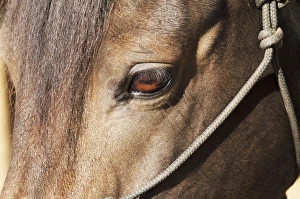 Dark Prints: Morgan Horse closeup eye and head stall