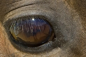 Images Dated 26th June 2008: Morgan Horse Eye, star burst in eye