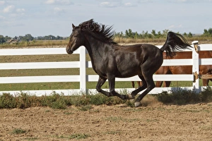 Dark Prints: Morgan Horse running along white fence