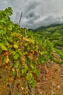 Riomaggiore Prints: Morning around Cinque Terra