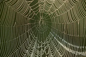 Images Dated 16th November 2016: Morning dew on a spider web, Pintail Wildlife Drive