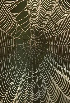 Boardwalk Prints: Morning dew on a spider web, Pintail Wildlife Drive
