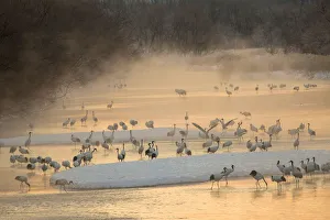 Morning first light and steam coming off of river with resting Red Crowned Cranes
