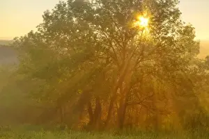 Medora Prints: Morning fog bursts through tree on Buck Hill in Theodore Roosevelt National Park