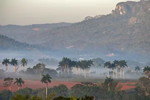 Morning fog rises from the palm tree lined Vinales Valley, Cuba