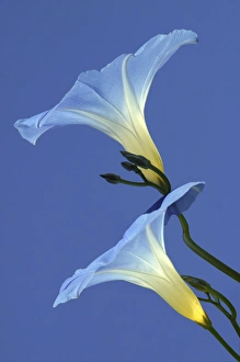 Morning Glory Prints: Morning Glory