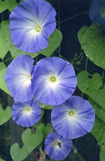 Images Dated 30th April 2015: Morning Glory