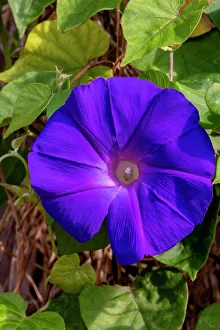 Morning Glory Prints: Morning glory flower