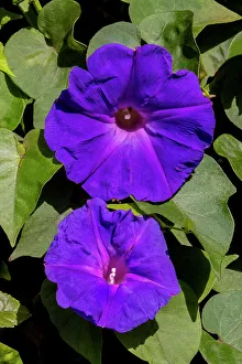 Morning Glory Prints: Morning glory flower