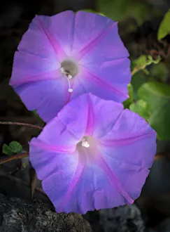 Marsh Prints: Morning glory, Ipomoea hederacea, Ding Darling National Wildlife Refuge, Florida