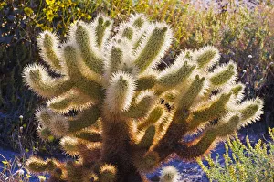 Cholla Prints: Morning light on cholla cactus, Anza-Borrego Desert State Park, California, USA