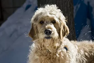 Morning light on a Goldendoodle standing in the snow