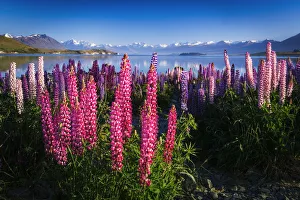 Polynesia Prints: Morning light on lupine at Lake Tekapo, Canterbury, South Island, New Zealand