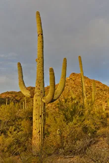 Images Dated 17th November 2016: Morning light on Saguaro cactus Saguaro National Park, Arizona