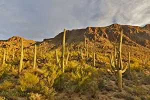 Images Dated 17th November 2016: Morning light on Saguaro cactus Saguaro National Park, Arizona