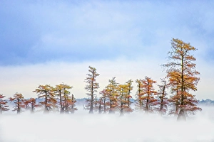 Images Dated 17th January 2024: Morning mist and autumn colors on Caddo Lake, Texas