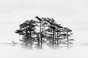 Images Dated 17th January 2024: Morning mist and autumn colors on Caddo Lake, Texas
