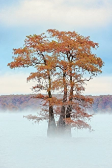 Images Dated 17th January 2024: Morning mist and autumn colors on Caddo Lake, Texas