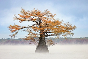 Images Dated 17th January 2024: Morning mist and autumn colors on Caddo Lake, Texas